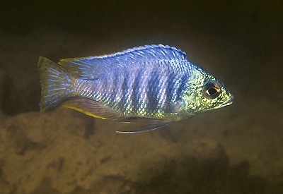 Placidochromis sp. 'jalo' Jalo Reef